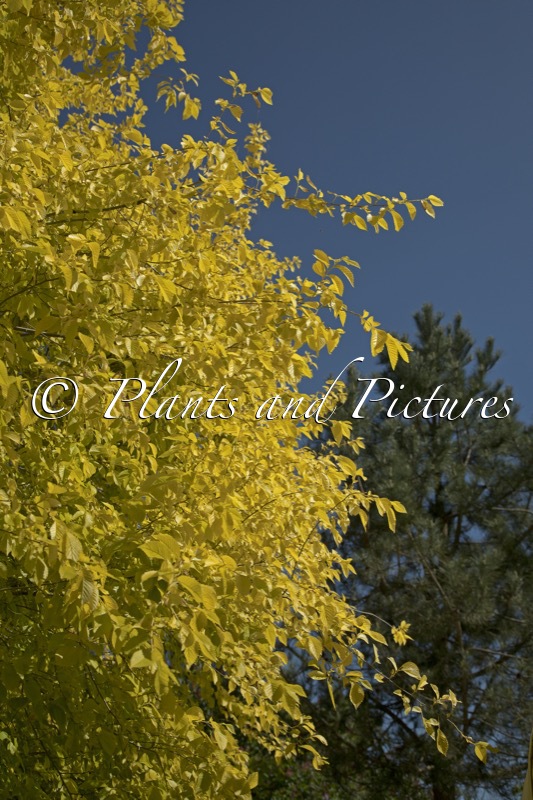 Ulmus pumila ‘Beijing Gold’