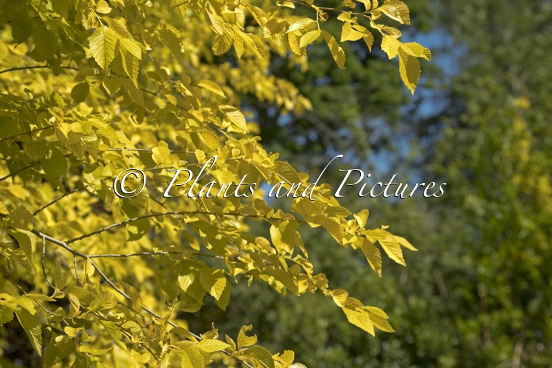 Ulmus pumila ‘Beijing Gold’