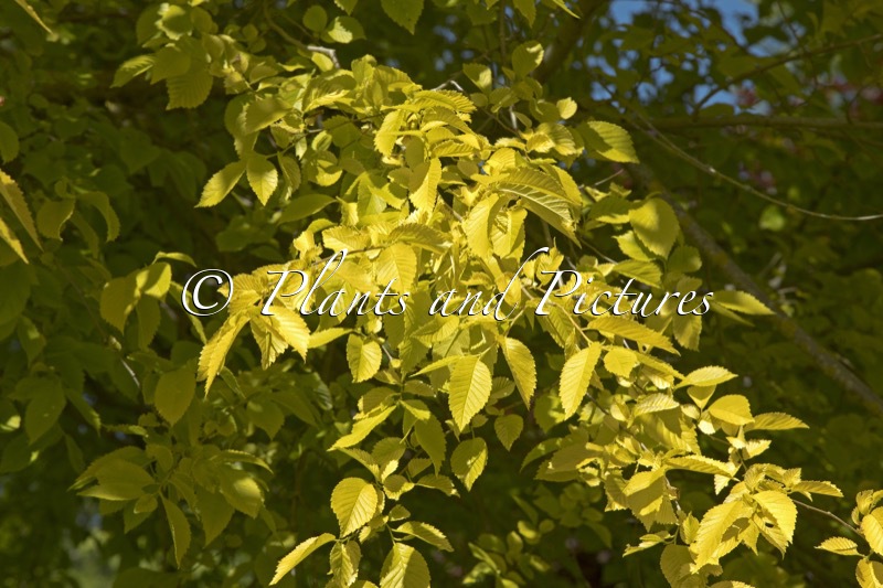Ulmus pumila ‘Beijing Gold’