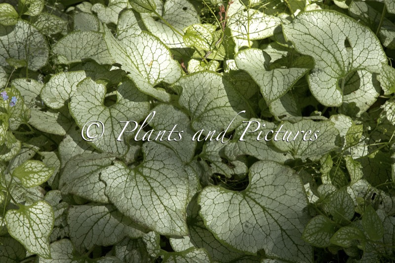 Brunnera macrophylla ‘Silver Spear’