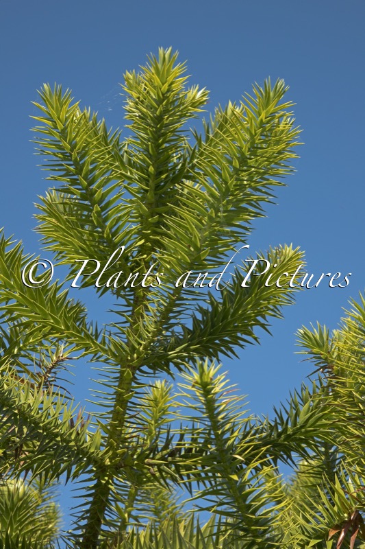 Araucaria angustifolia