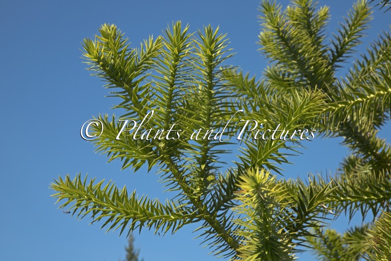 Araucaria angustifolia