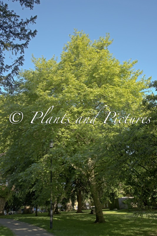 Platanus orientalis ‘Digitata’
