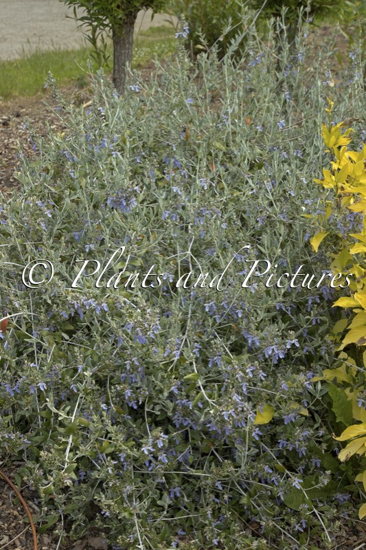 Teucrium fruticans