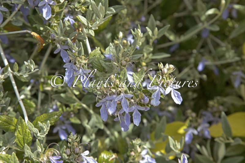 Teucrium fruticans