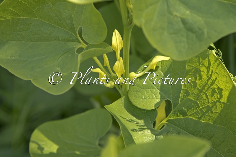 Aristolochia clematitis