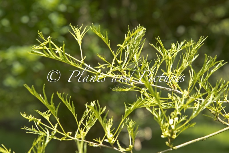 Alnus glutinosa ‘Imperialis’
