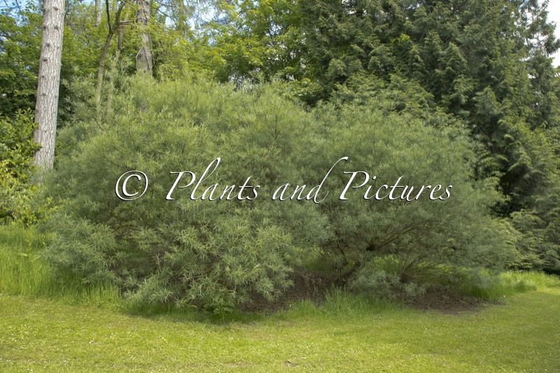 Salix elaeagnos ‘Rosmarinifolia’