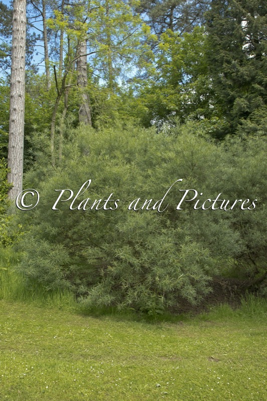 Salix elaeagnos ‘Rosmarinifolia’