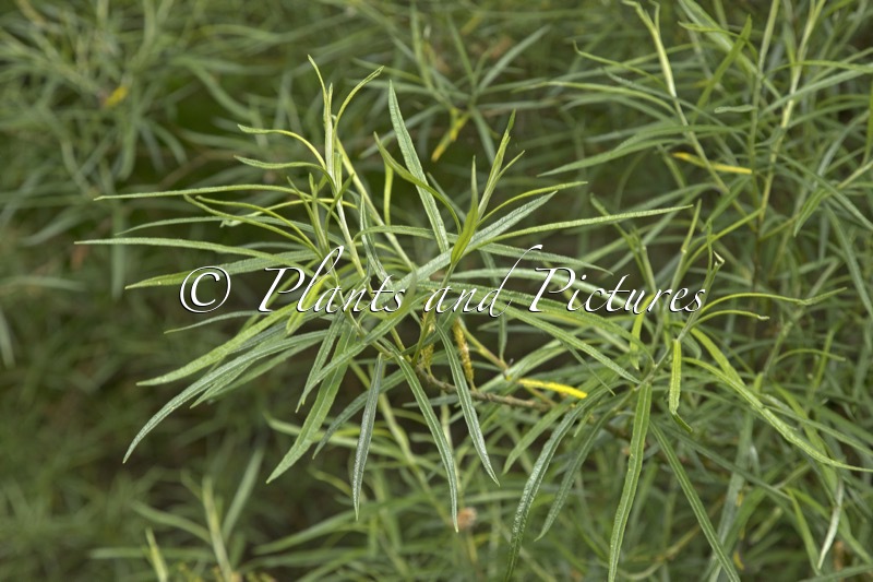 Salix elaeagnos ‘Rosmarinifolia’