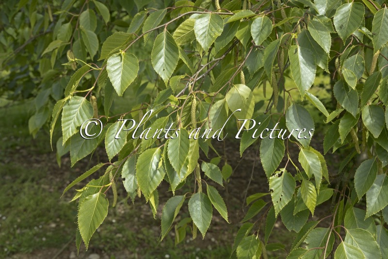 Betula luminifera