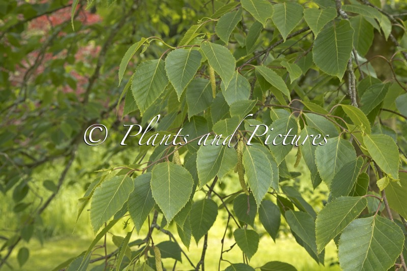 Betula luminifera