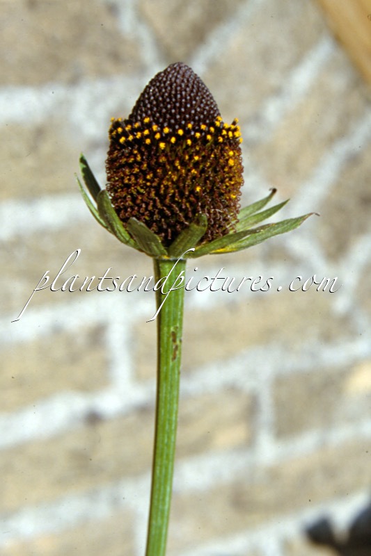 Rudbeckia occidentalis ‘Black Beauty’