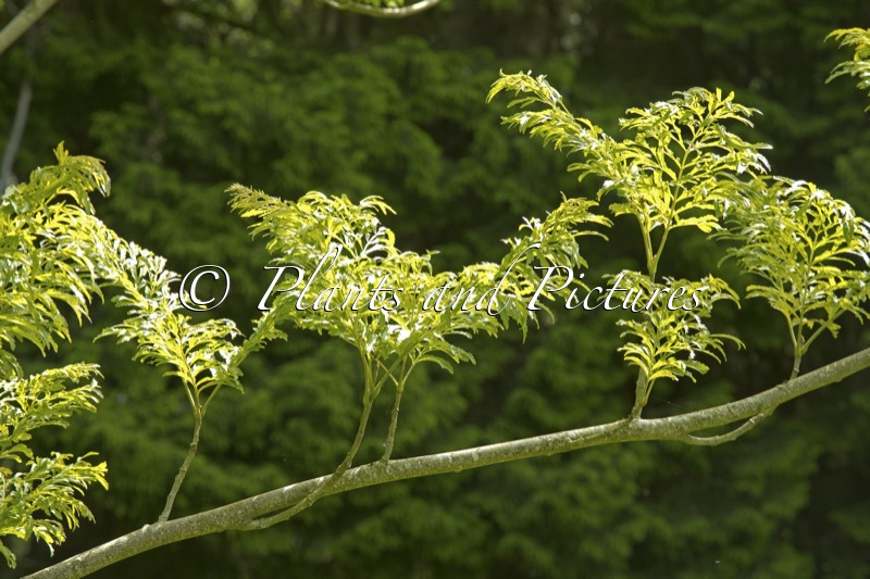 Pterocarya stenoptera ‘Fern Leaf’