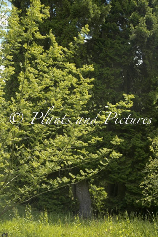 Pterocarya stenoptera ‘Fern Leaf’