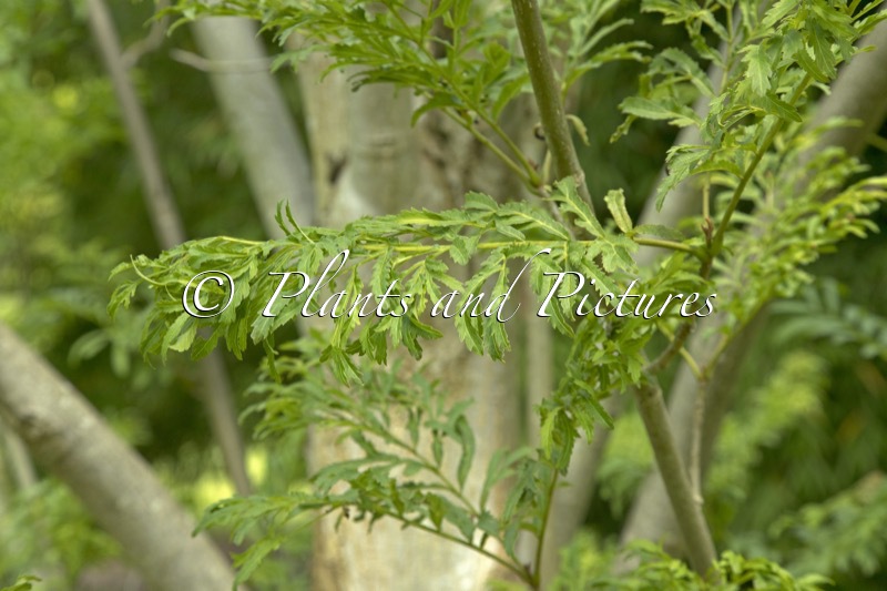 Pterocarya stenoptera ‘Fern Leaf’