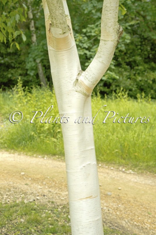 Betula utilis ‘Grayswood Ghost’