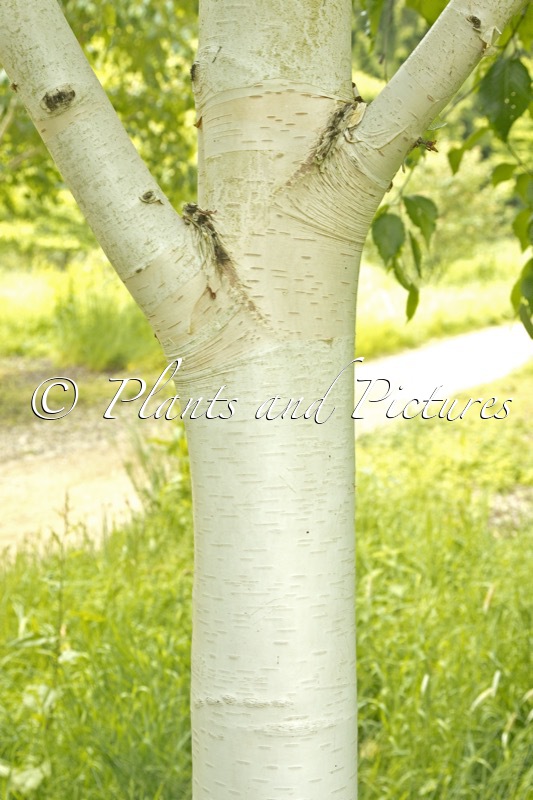 Betula utilis ‘Grayswood Ghost’
