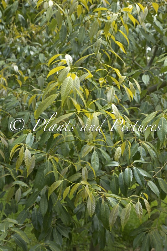 Quercus argyrotricha