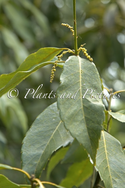 Quercus argyrotricha