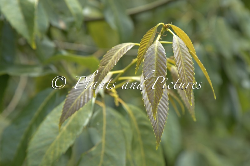 Quercus argyrotricha