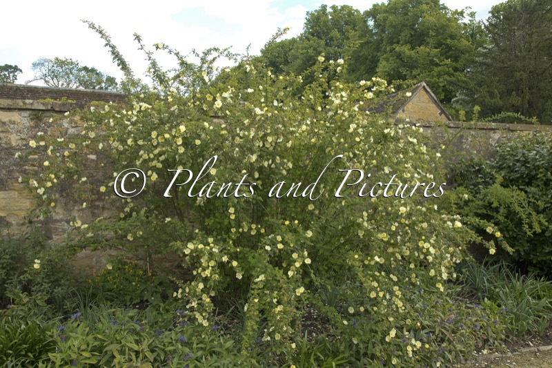 Rosa ‘Canary Bird’