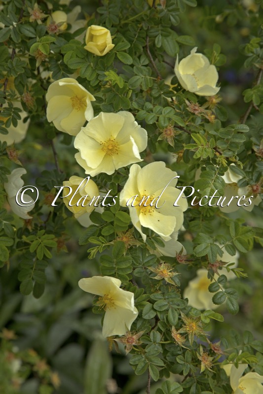 Rosa ‘Canary Bird’