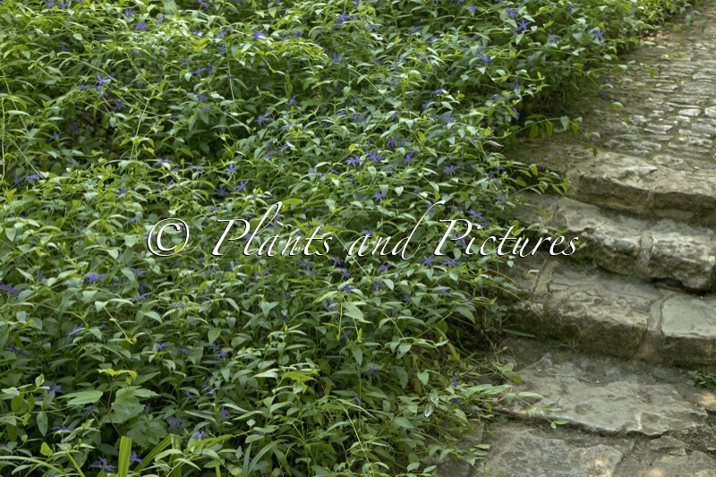 Vinca major