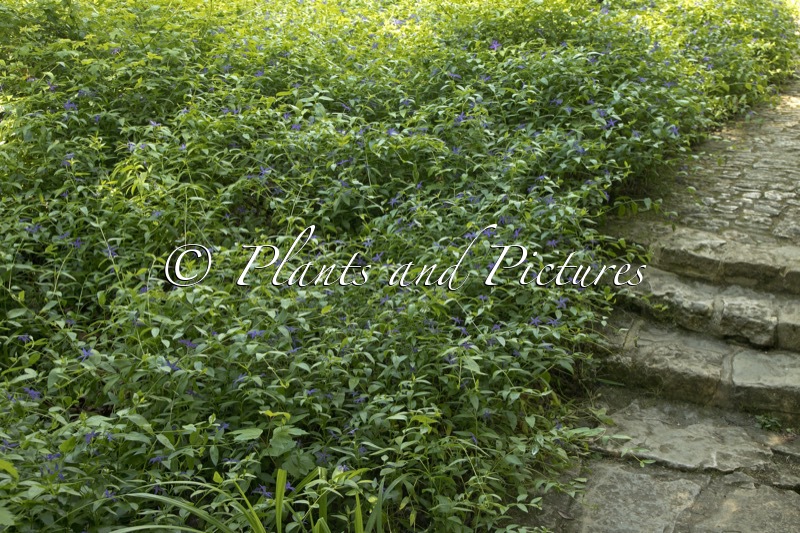 Vinca major