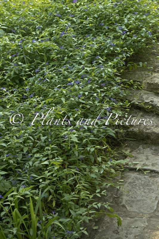 Vinca major