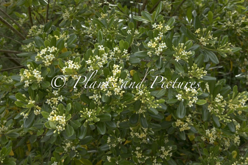 Pittosporum tobira
