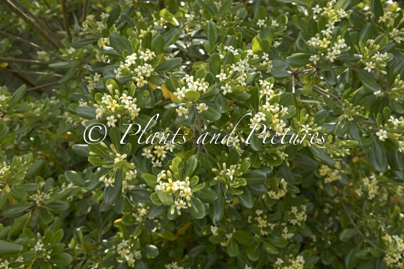 Pittosporum tobira
