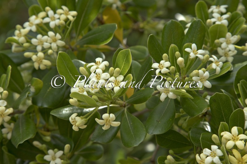 Pittosporum tobira