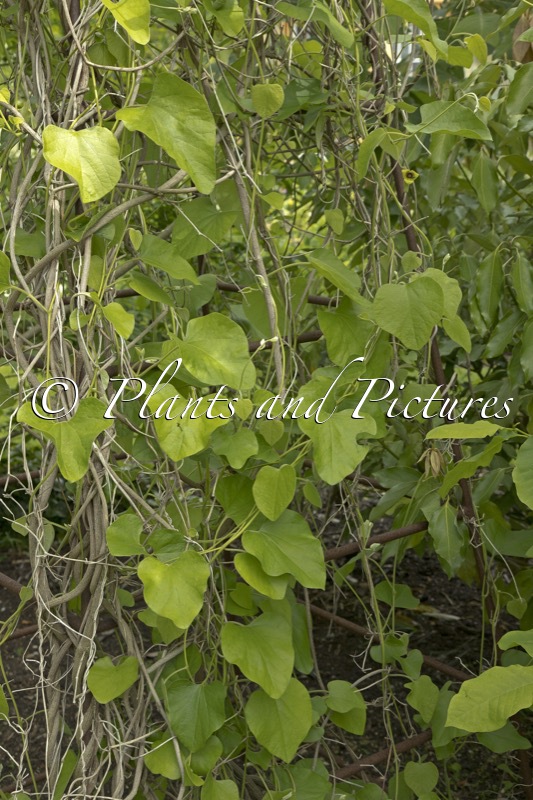 Aristolochia tomentosa