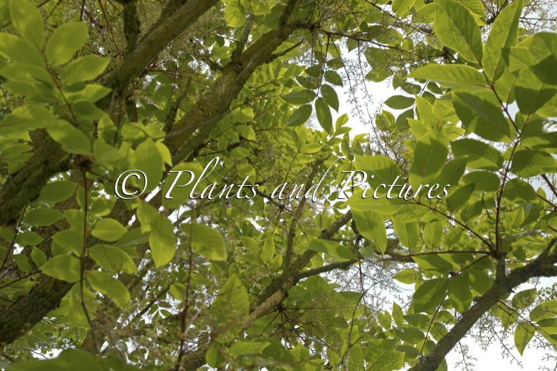 Meliosma veitchiorum