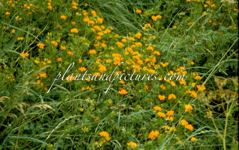 Lotus corniculatus