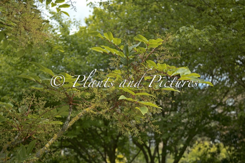 Meliosma veitchiorum