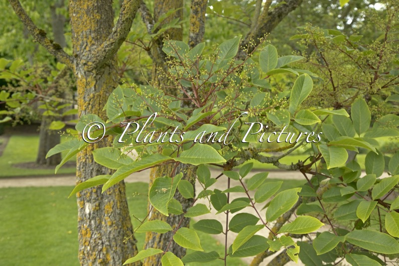 Meliosma veitchiorum