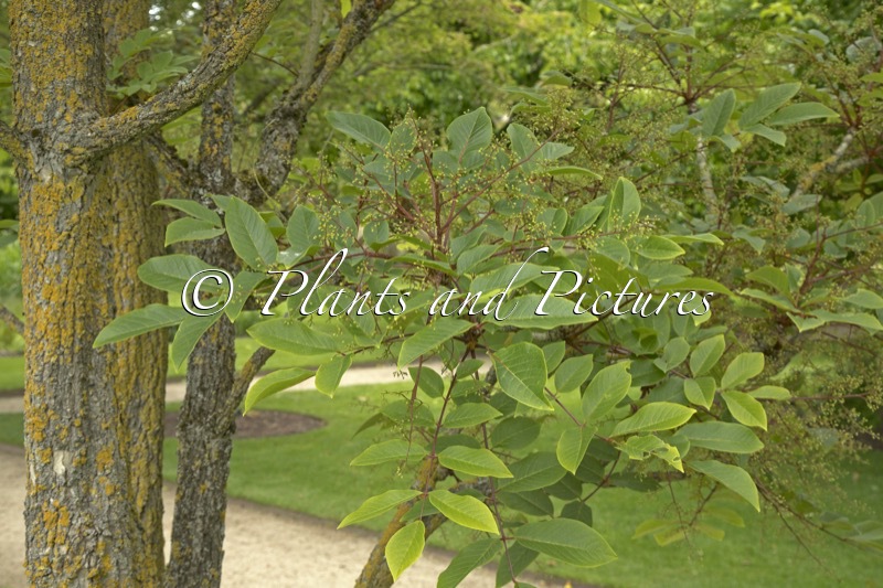 Meliosma veitchiorum