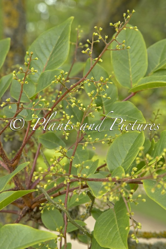 Meliosma veitchiorum