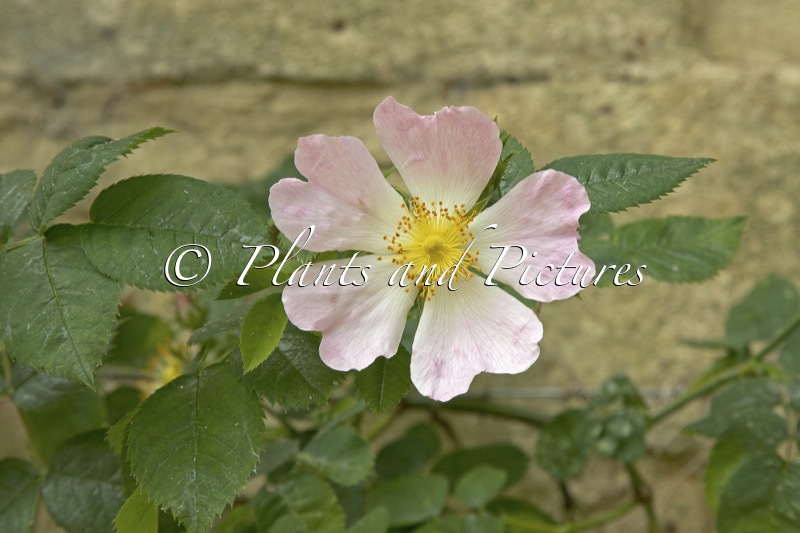 Rosa canina