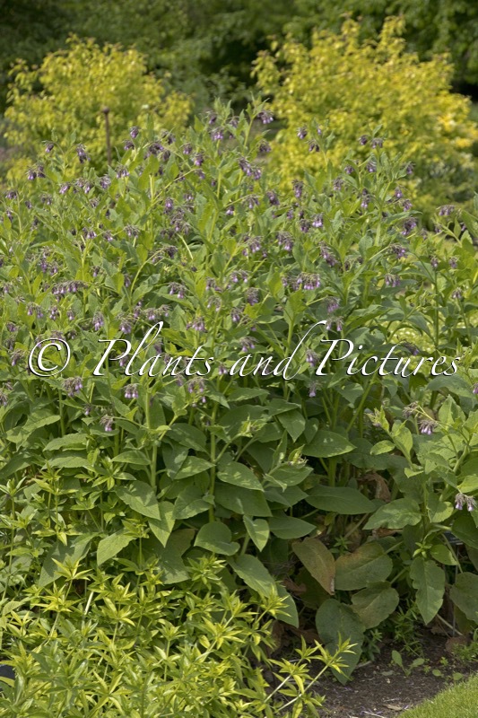 Symphytum uplandicum