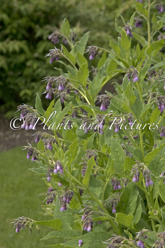 Symphytum uplandicum