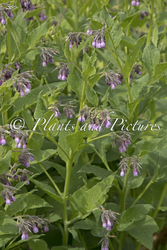 Symphytum uplandicum