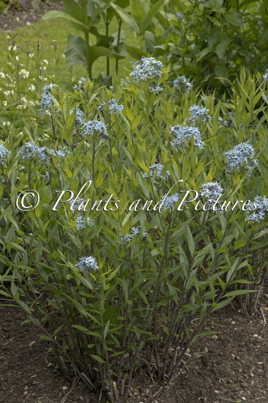 Amsonia tabernaemontana var. salicifolia