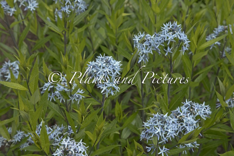 Amsonia tabernaemontana var. salicifolia