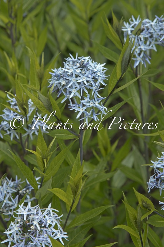 Amsonia tabernaemontana var. salicifolia