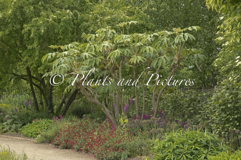 Tetrapanax papyrifer