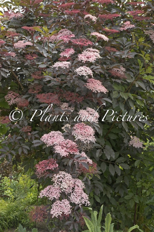 Sambucus nigra ‘Thundercloud’