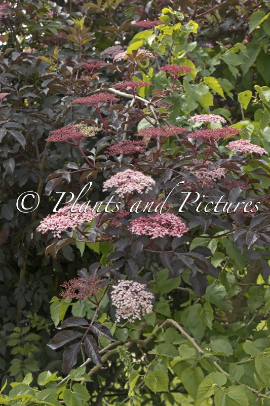 Sambucus nigra ‘Thundercloud’